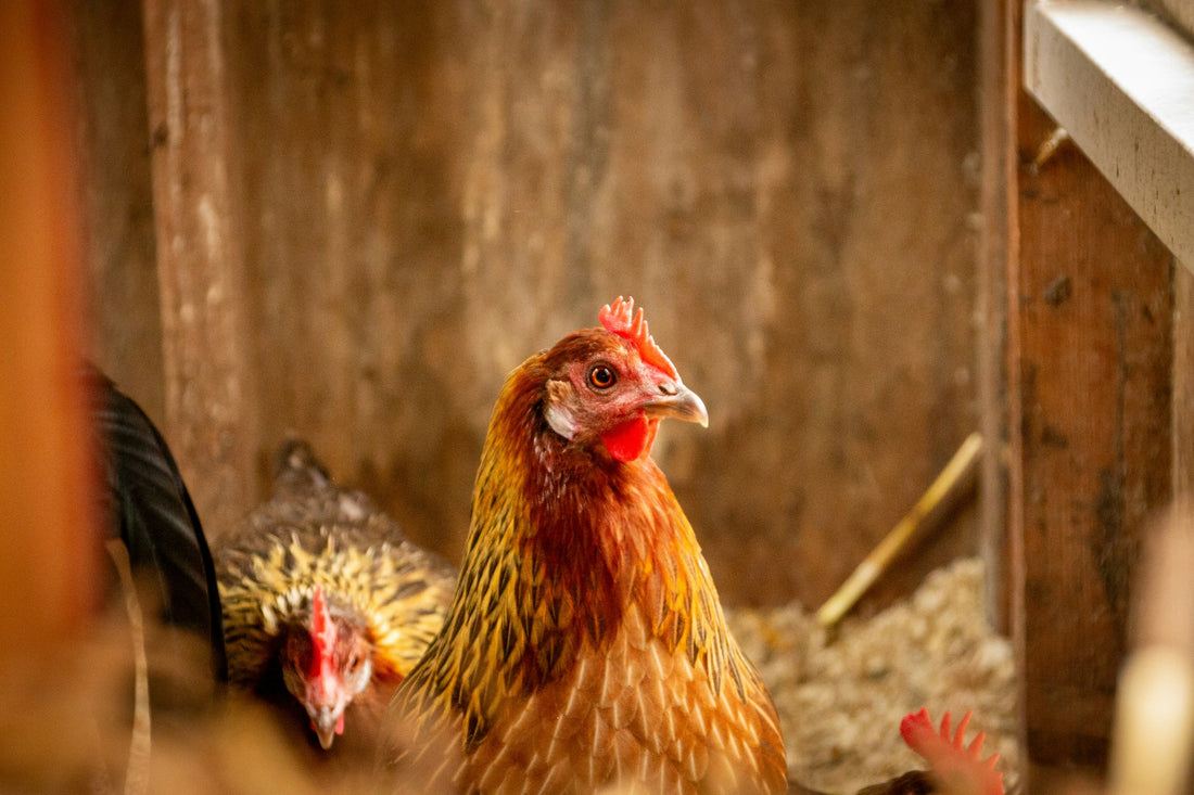 How to Start Your First Chicken Coop: A Beginner's Guide