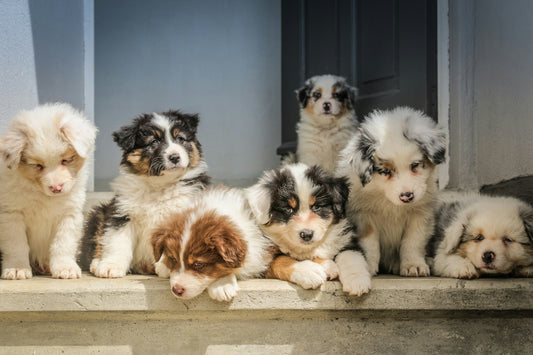 Top Tips for Socializing Your New Dog: A Guide for First-Time Owners