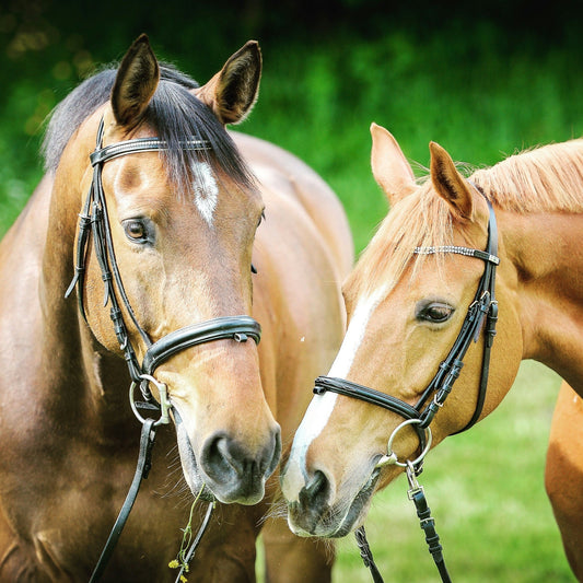 The Joys of Riding and Owning a Horse