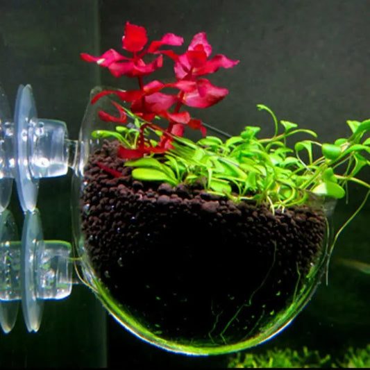 Crystal Glass Aquatic Plant Cup Pot Holder Live Plant Glass Pot Holder with 2 Suckers Fish Tank Decor